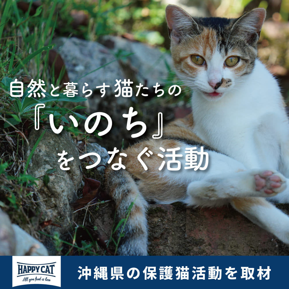 【保護猫活動を取材】殺処分ゼロ・猫たちが幸せに暮らせる未来のために私たちができること