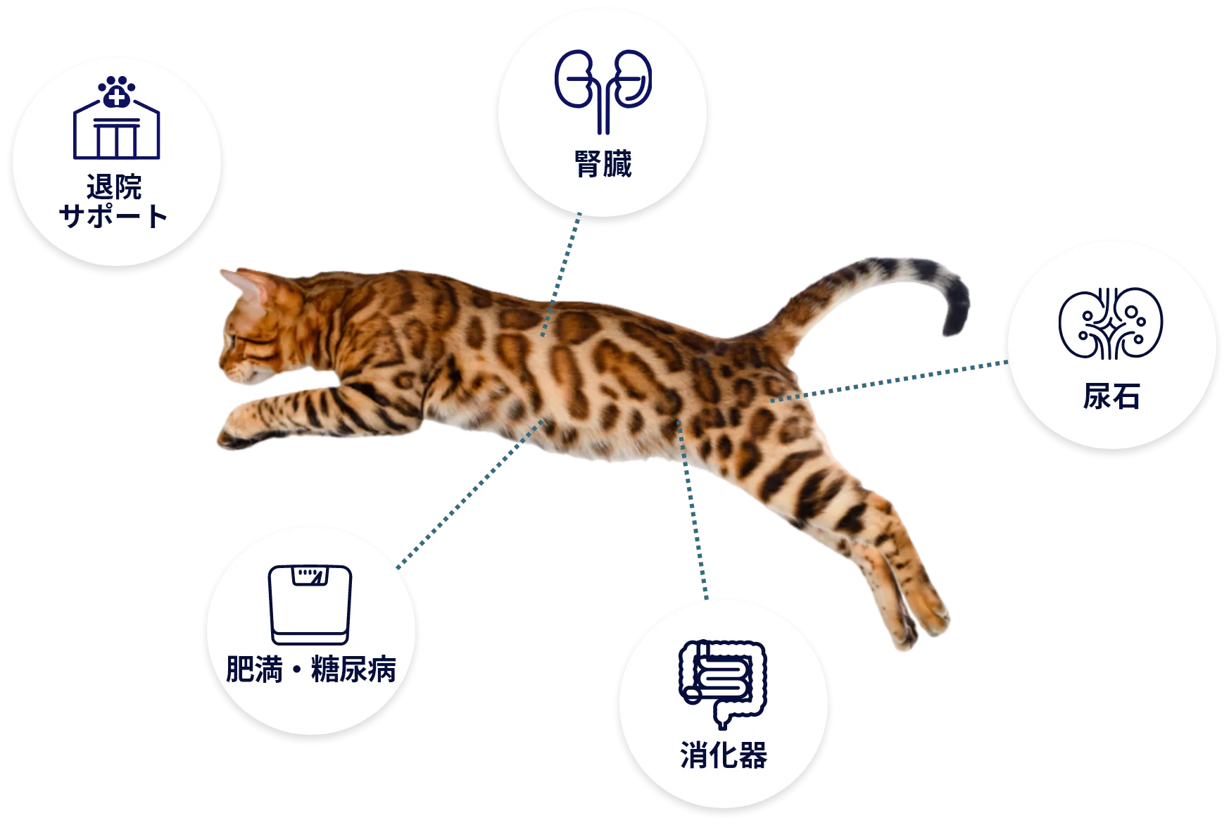 愛猫の負担を軽減するための食事療法食