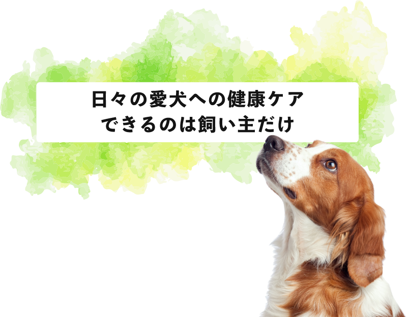 日々の愛犬への健康ケア