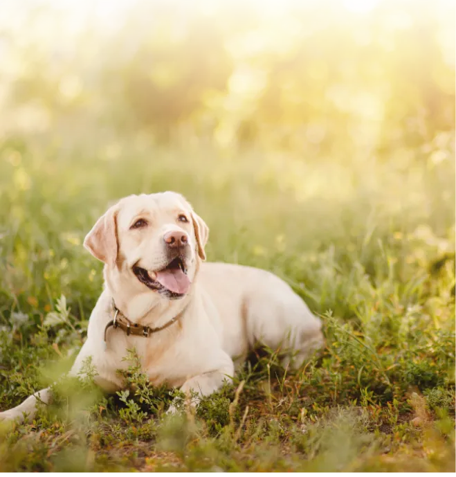 HAPPY DOG