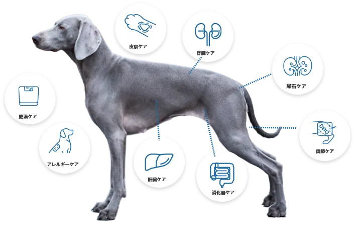 美味しい療法食